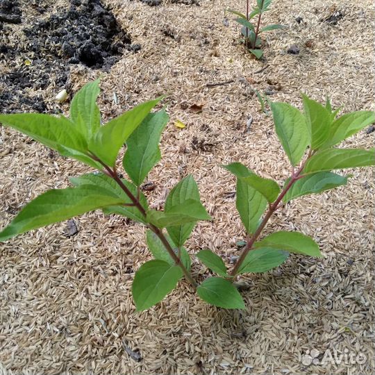 Гортензии метельчатые