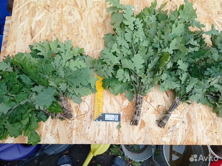 Дубовые веники для бани