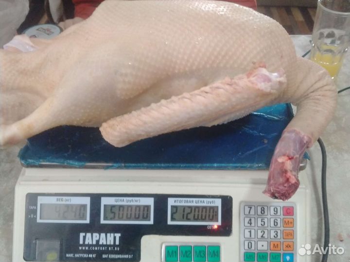 Домашняя утка,гусь