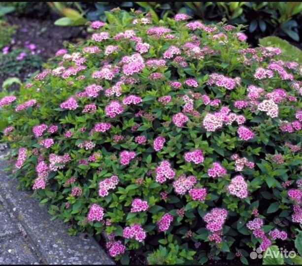 Спирея Литл принцесс