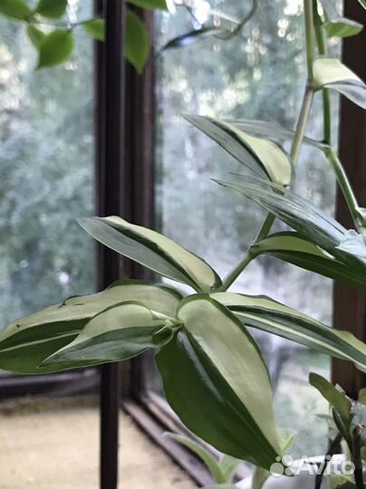 Традесканции сортовые