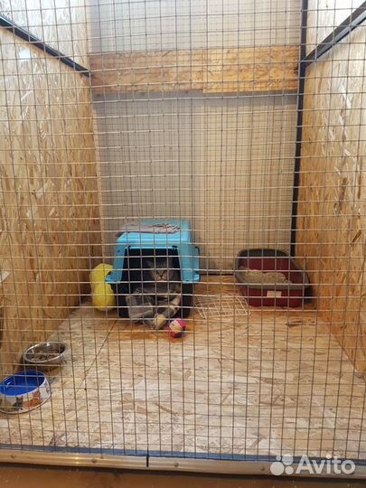 Зоогостиница. Гостиница для собак и кошек