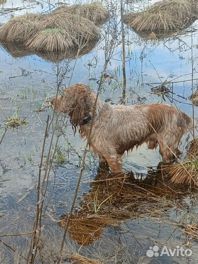 Русский охотничий спаниель вязка