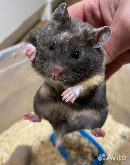 Крупные сирийские хомячки