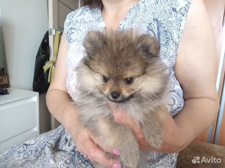 Щенки померанского шпица