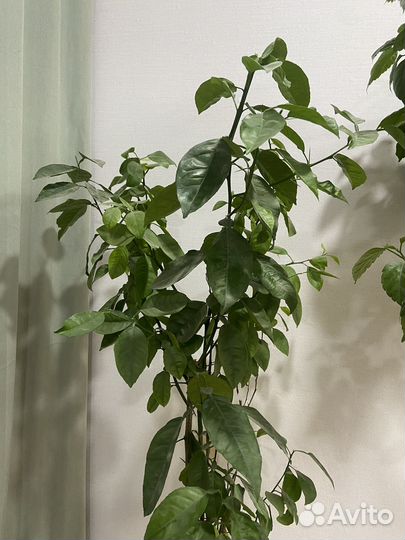 Комнатные цветы большие