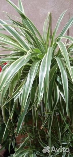 Хлорофитум оушен