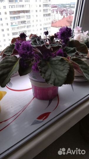 Фиалки цветущие