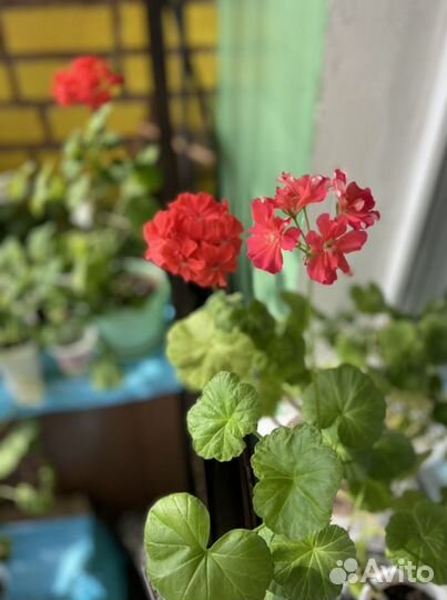 Пеларгония герань (белая, красная, розовая)