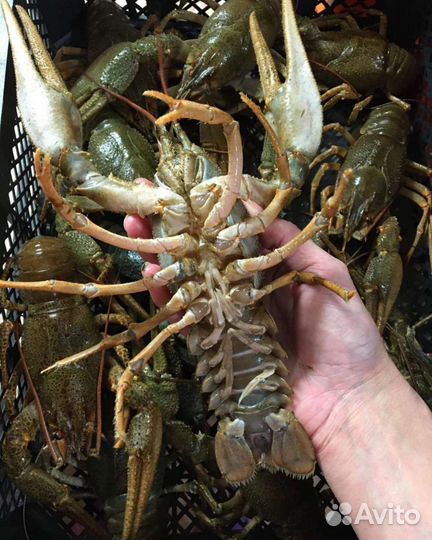 Раки живые, волжские