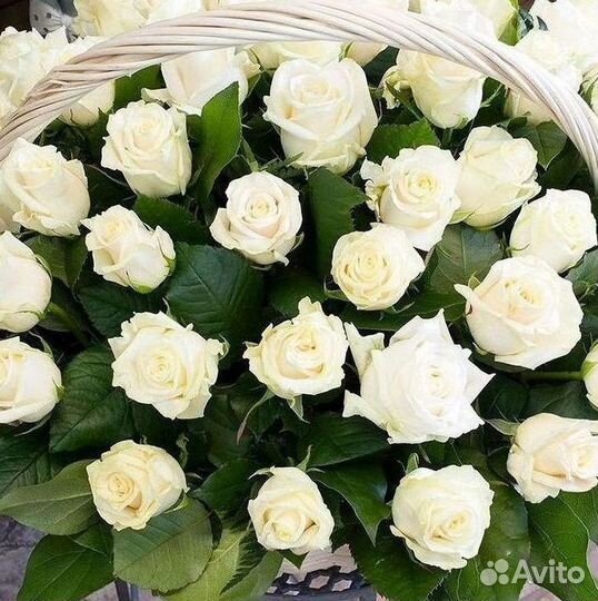 Метровые розы 110