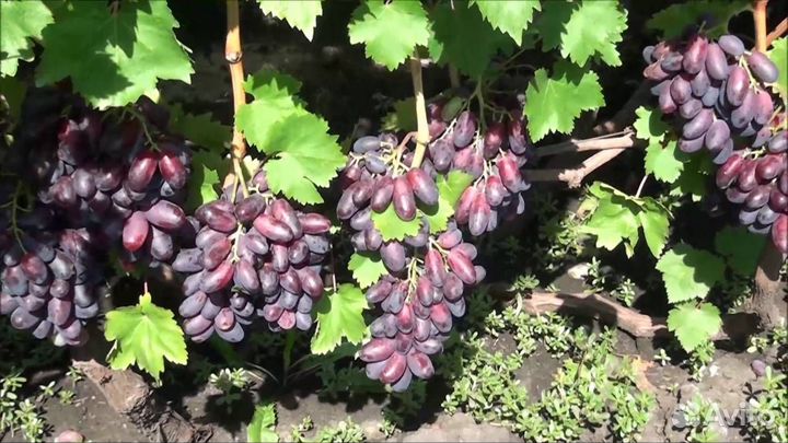 Саженцы Винограда Изюминка