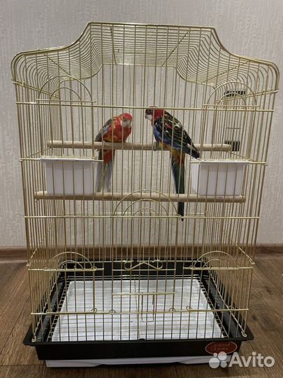 Попугай розелла