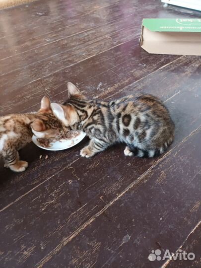 Бенгальская