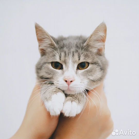 Ласковый котик Вася ищет дом