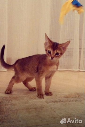 Абиссинские котята