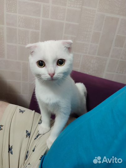 Вислоухий котёнок