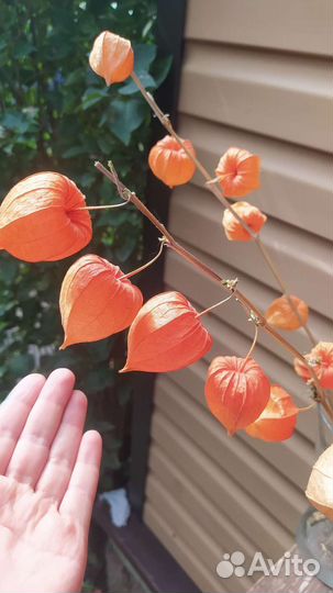 Физалис сухоцвет коробочки