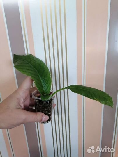 Стрептокарпусы