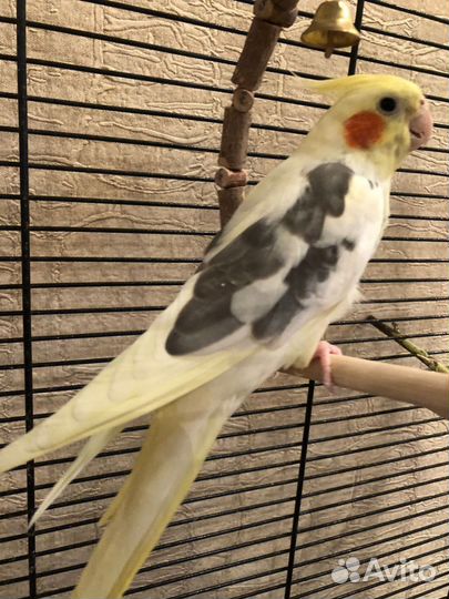 Попугай с клеткой