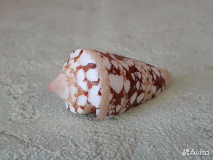 Морская ракушка Conus ammiralis 60 мм