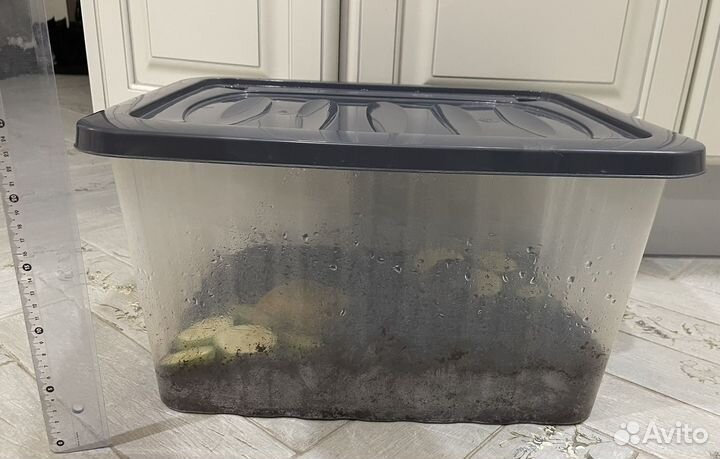 Улитки ахатины бесплатно