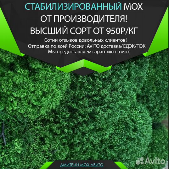 Стабилизированный мох ягель для интерьера