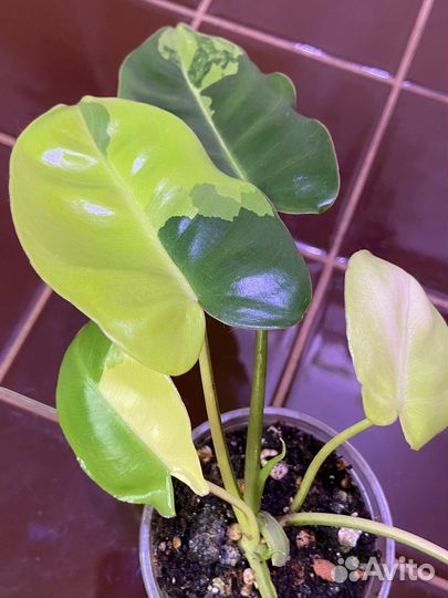 Филодендрон Бурле Маркс вариегатный