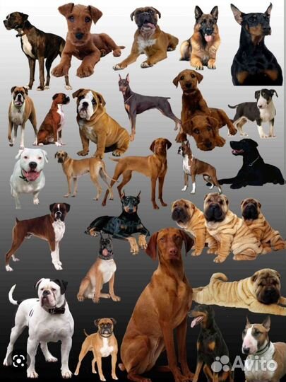 Передержка собак