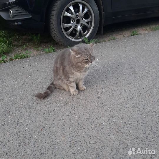 Кот в добрые руки