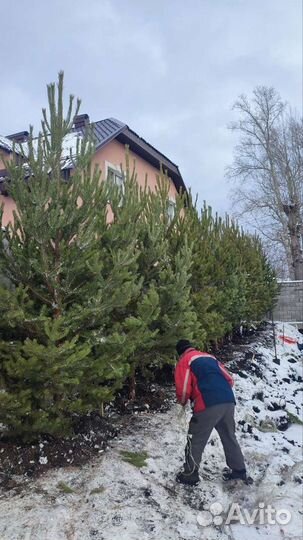 Сосны - ели деревья крупномеры