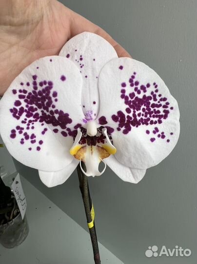 Орхидея фаленопсис Сингало