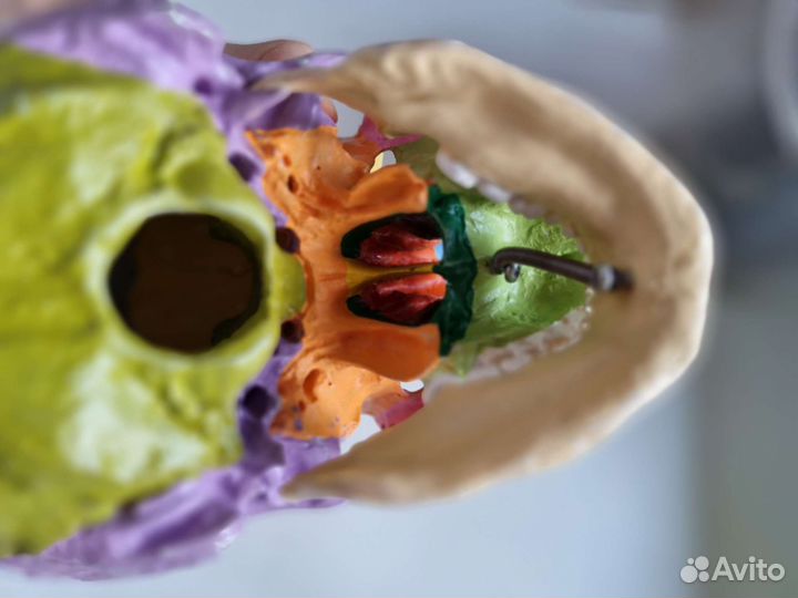 Череп анатомический