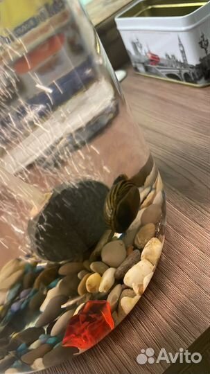 Улитка неретина бесплатно