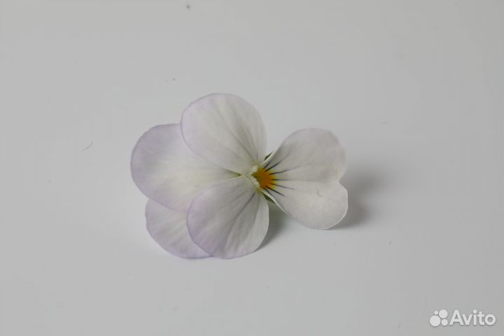 Виола белая