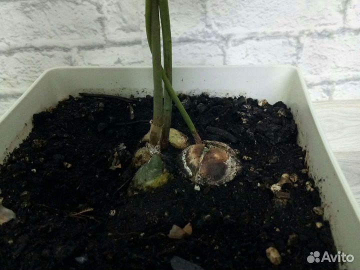 Авокадо из 3 ростков