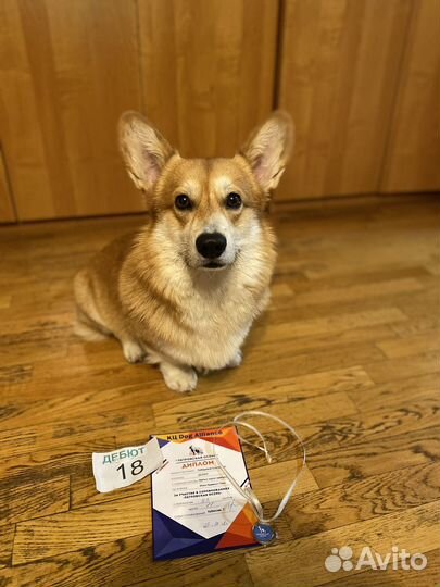 Вельш-корги пемброк вязка