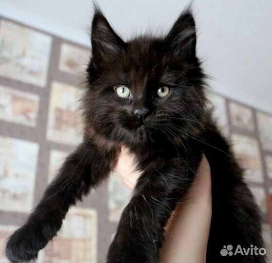 Котята мейн-кун