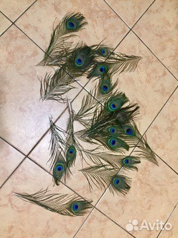 Перья павлина