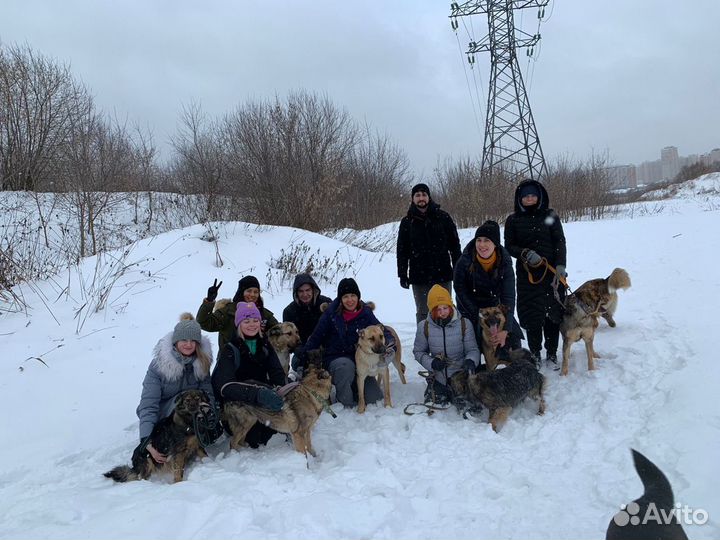 Прогулка с собакой из приюта