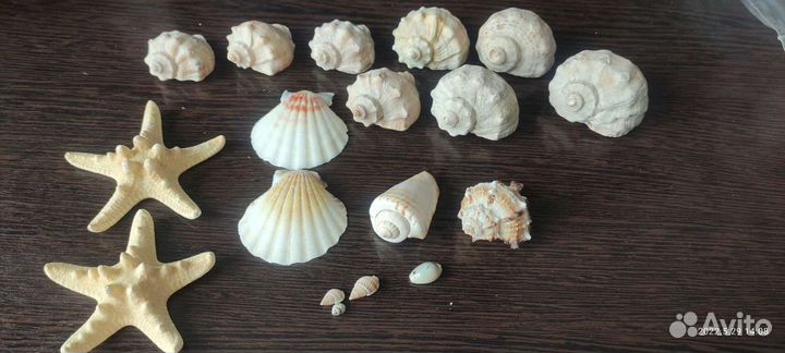 Ракушки морские