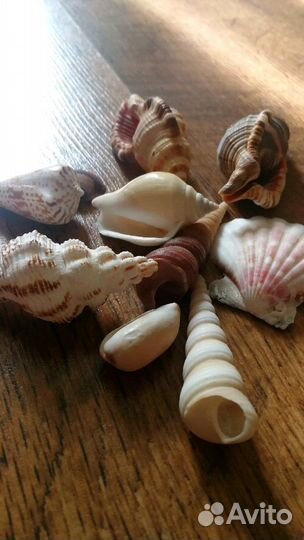 Ракушки