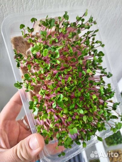 Микрозелень