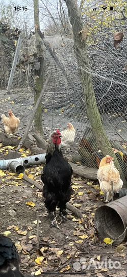Куры домашние