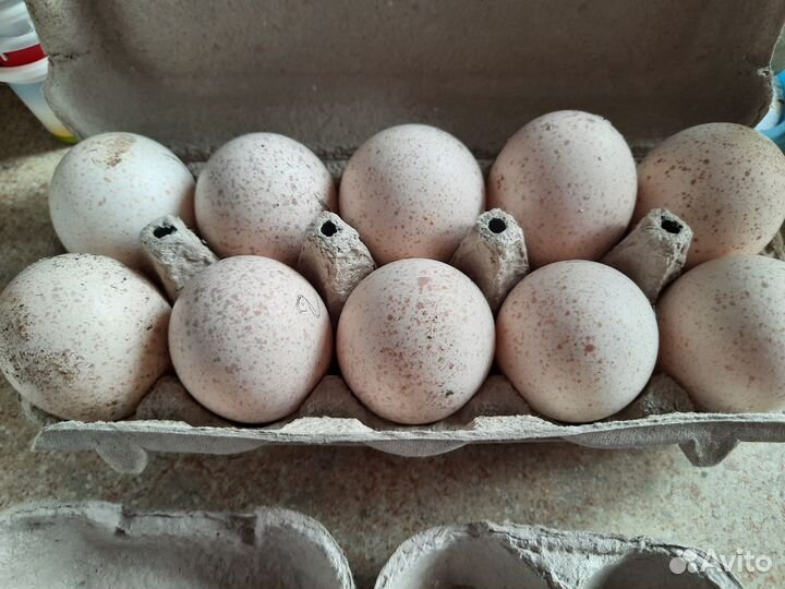 Инкубационное яйцо индейки и кур