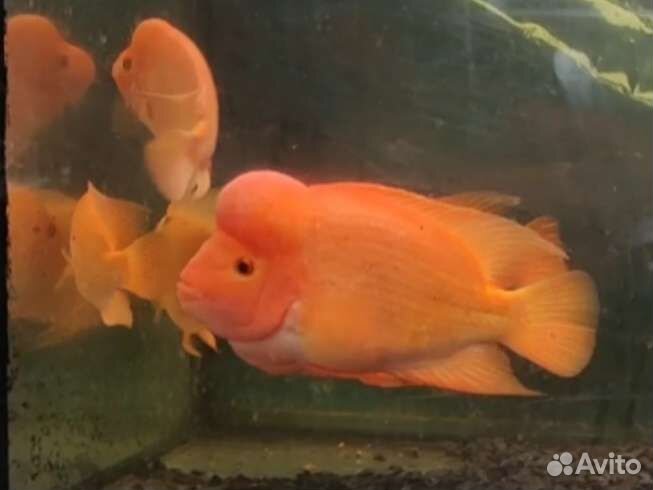 Цихлазома лабиатум