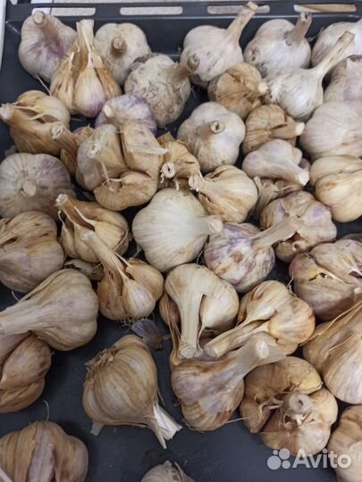 Чеснок