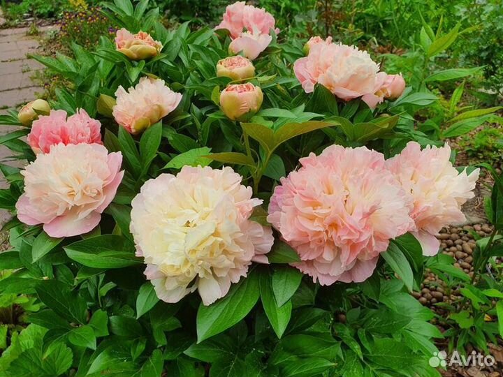 Пионы редкие сорта. Совместная закупка из ес