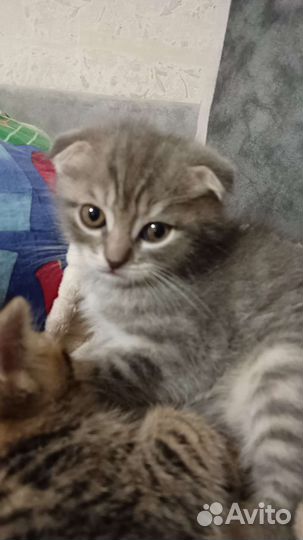 Кошка в дар бесплатно