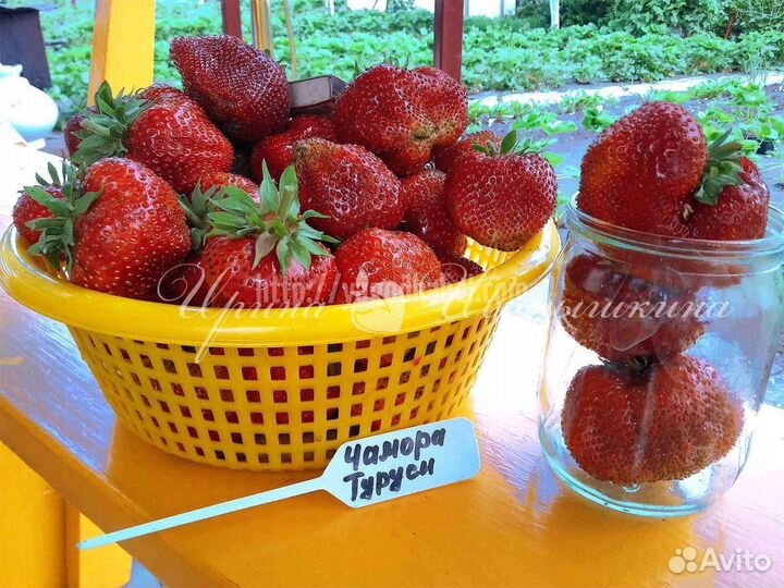 Рассада клубники, овощей, голубика, жимолость, еже